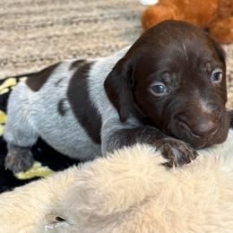 Boy 3 - Liver roan male German Shorthaired Pointer puppy in Troy, North Carolina from Uwharrie GSP