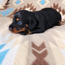 Girl 2 - Black and tan female Dachshund puppy in Oklahoma from Red Oak Long Dogs