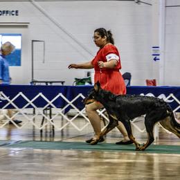 Beauceron All Grown Up from Feu de l'Âme Beaucerons