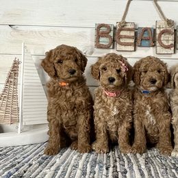 Goldendoodle and Poodle Puppies from Krispydoodle