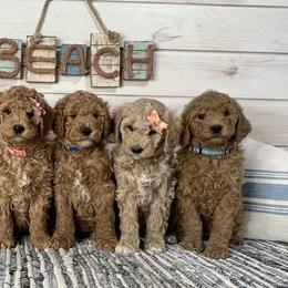 Goldendoodle and Poodle Puppies from Krispydoodle