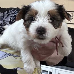 Reddie - Parti female Yorkshire Terrier puppy in La Verne, California from Heavenly Parti Yorkies