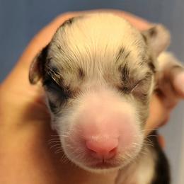 Blue Merle Boy 2 - Blue merle and white male Cardigan Welsh Corgi puppy in Winston, Oregon from There and Back Again Corgis