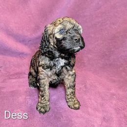 Dess - Black and tan female Cockapoo puppy in Sunset, Louisiana from Cano Cockapoos