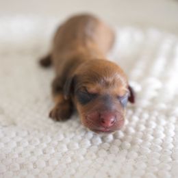 Apple - Red female Dachshund puppy in Indiantown, Florida from Turquoise River Minature Dachshunds