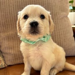 Earth (teal) - Light golden female Golden Retriever puppy in Pahrump, Nevada from Southern Nevada Goldens