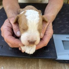 Bernedoodle, Double Doodle, and Saint Berdoodle Puppies from Remington Kennels, LLC