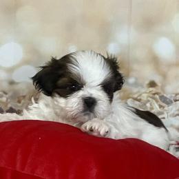 Boy 2 - male Shih Tzu puppy in Silver Lake, Oregon from Bling Shih Tzu