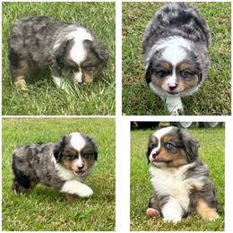 Iceman - Blue merle male Toy Australian Shepherd puppy in Stephenville, Texas from Rising JM Pembrokes