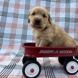 Mr. Trout - Golden male Golden Retriever puppy in Knoxville, Tennessee from Jack and Ginger’s Goldens