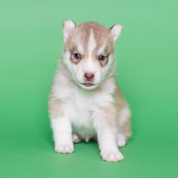 Robicheaux - Red and white male Siberian Husky puppy in Meadow Vista, California from Thistle Hill Siberians