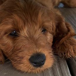 Goldendoodles from Davison Doodles