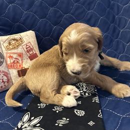 Goldendoodle All Grown Up from Pomegranate Doodles