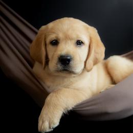 Liberty - Yellow female Labrador Retriever puppy in Allons, Tennessee from UC Labradors LLC