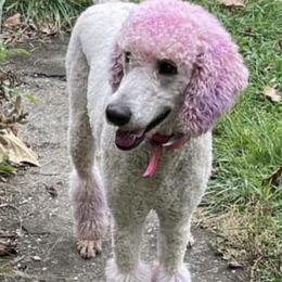 Aussiedoodles and Poodles from Trent Knabb