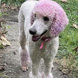 Aussiedoodles and Poodles from Trent Knabb