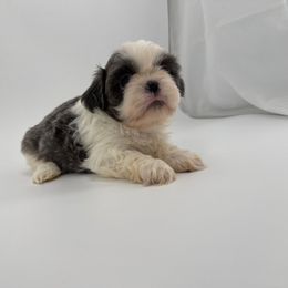 Blue male 1 - Blue and white male Shih Tzu puppy in Needville, Texas from Precious Moments Shih Tzu