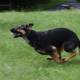 French Bulldogs and German Shepherds from Windy Hill