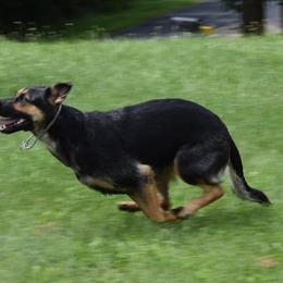 French Bulldogs and German Shepherds from Windy Hill
