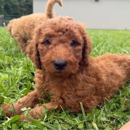 Cheese - Red male Bordoodle puppy in Canfield, Ohio from Poo's Doo's & Inu's
