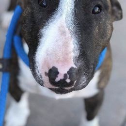 Miniature Bull Terriers from BulliKountry MBT
