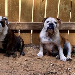 Bulldog Puppies from Jodi's Bulldogs