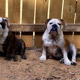 Bulldog Puppies from Jodi's Bulldogs