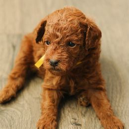 Yellow - Red  male Poodle puppy in Bessemer City, North Carolina from JJs Puppies of the Carolinas