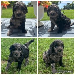 Blue Merle Girl - Merle female Goldendoodle puppy in Lancaster, South Carolina from Silver Hill Farm SC