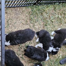 Border Collie Puppies from Royal Kennels Border Collies