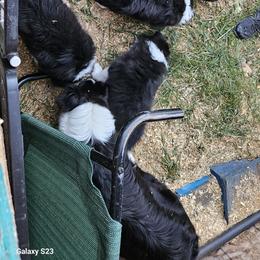 Border Collie Puppies from Royal Kennels Border Collies