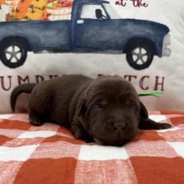Green - Chocolate male Labrador Retriever puppy in Heath Springs, South Carolina from Rich Hill Retrievers