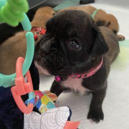 Boxer Puppies from Primo Amore Boxers