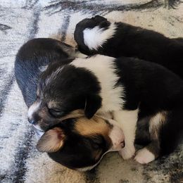 Pembroke Welsh Corgi Puppies from Gemmrig Farm