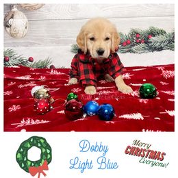 Golden Retriever Puppies from Ruff Life Goldens