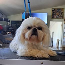 YVAINE - Shih Tzu