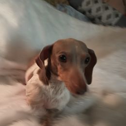 Isabel - Dachshund