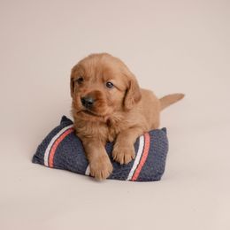 Dr. Pepper - Dark golden male Golden Retriever puppy in Buhl, Idaho from Atkinson's Goldens