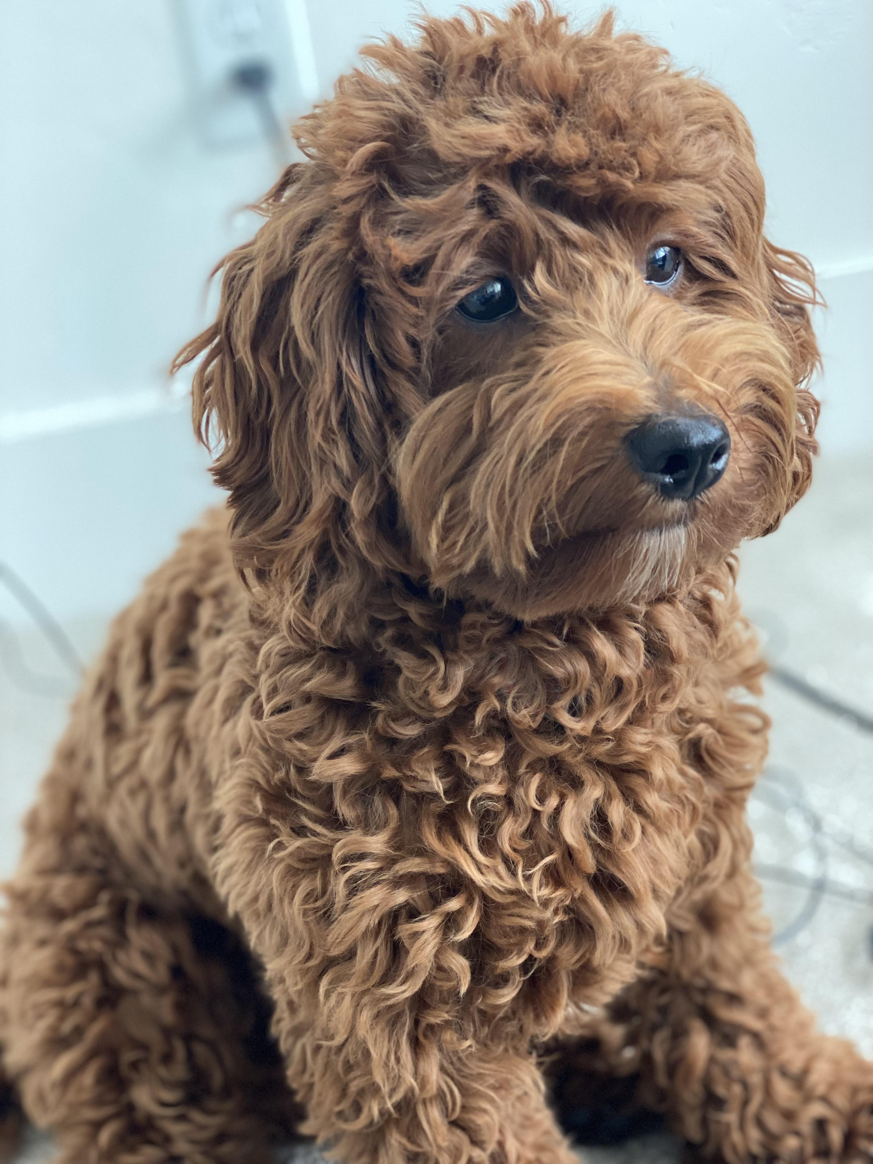 Marlo