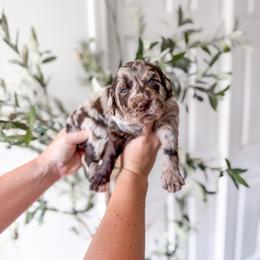 Whiskey - Merle male Goldendoodle puppy in Greencastle, Indiana from Willow & Co.