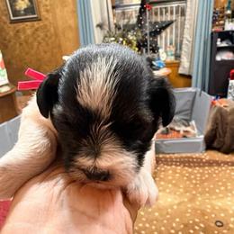 Ladybug - Parti female Miniature Schnauzer puppy in Comanche, Texas from Circle R