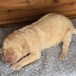 Charlie - White male Irish Doodle puppy in Bonifay, Florida from Heavenly Poodles
