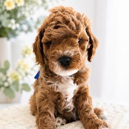 Asher - Red male Cavapoo puppy in Ephrata, Washington from Mustard Seed Doodle Co.
