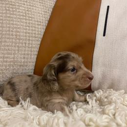 Christopher - Dapple male Dachshund puppy in Fort Gibson, Oklahoma from Cooper’s Dachshunds