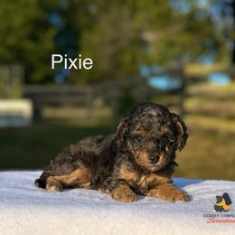 Pixie - Blue merle female Bernedoodle puppy in Sugarcreek, Ohio from Cuddly Companion Doodles
