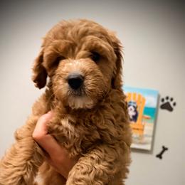 Sneezy - Red  female Goldendoodle puppy in Bradenton, Florida from Christianna’s Mini Goldendoodles