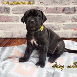 Neapolitan Mastiff Puppies from EDIN Farms Neos