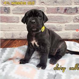 Neapolitan Mastiff Puppies from EDIN Farms Neos