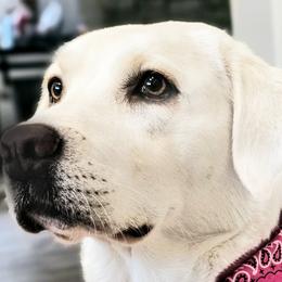 Coco - Labrador Retriever