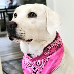 Coco - Labrador Retriever